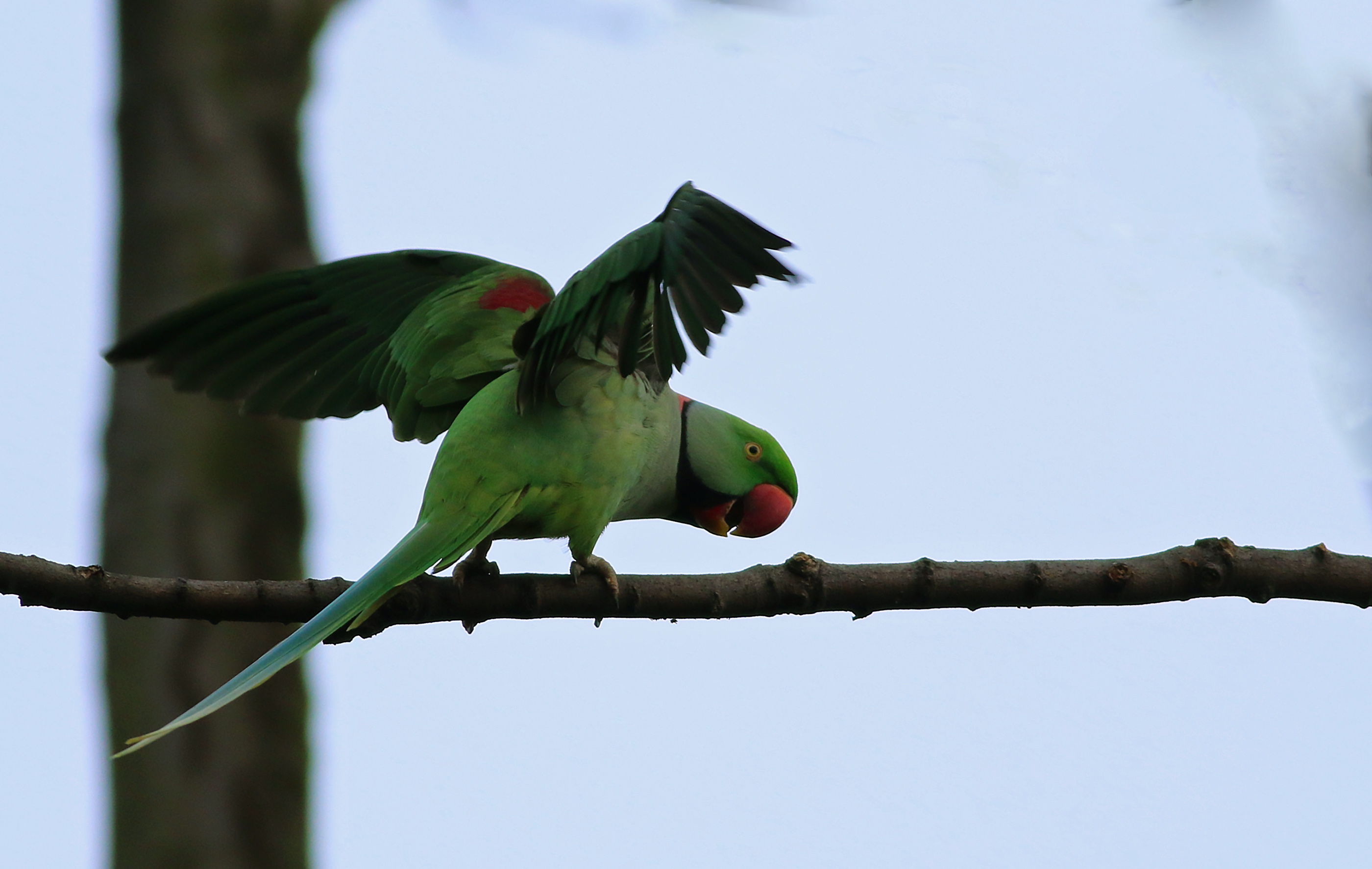 Alexandrine Parakeet